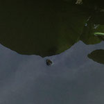この亀を撮ろうと　何人の人が携帯を池に落としたのでしょうか？
