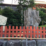 鎌倉には　このひとに会いにきたのです。　４年前倒れてしまった大銀杏です