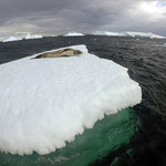 Ruhende Leopard-Robbe auf Eisscholle
