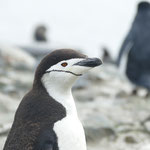 Chinstrap Pinguin auf Half Moon Island