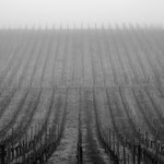 Weinberg Haltnau Winter 2024