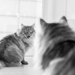 Luchsie und Coonie 2024