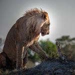 Löwe Botswana 2023