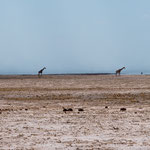 Vier Giraffen Namibia 2019