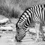Zwei Zebras Namibia 2019