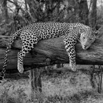 Leopard Botswana 2023
