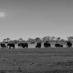 Elefanten in der Dämmerung Botswana 2023