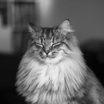 Luchsie im Winter 2024
