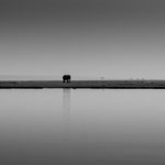 Elefant am Fluss Botswana 2023