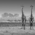 Zwei Giraffen Botswana 2023
