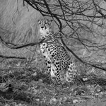 Gepard Botswana 2023