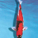 Goshiki