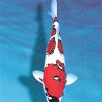 Unique Koi