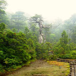 小花之江河の風景