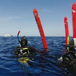 Galapagos Shark Diving - Tipps für Deinen Tauchtrip Galapagos Inseln