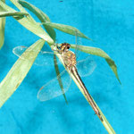 Libellula                                                            Odonato anisottero