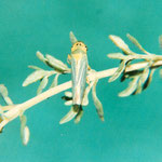 Cicadella viridis                               Rincote omottero    cicadellide