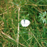 Pieris brassicae                    Lepidottero eter. ditt. papilionid pieidae