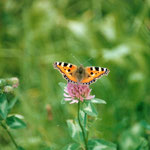 Aglais urticae               Lepidotteri eteron dit nymphalide papilionidea