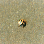 Epilachino        Coleottero polifago coccinellidae cucujonidea fitofago