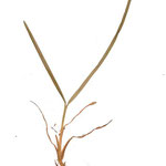 Dactylis glomerata                                                  erba mazzolina