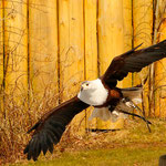 Da musste eben der Schreiseeadler ran!