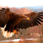 Der Seeadler bereitet seine Landung vor.