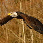 Der Seeadler nutzte die Vorführung, um sich die Umgebung anzusehen.