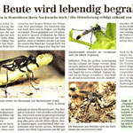 Torgauer Zeitung September 2011