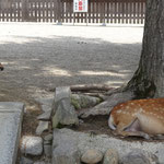 Les daims de Nara