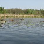 Nisthilfen für Trauerseeschwalben im Parsteiner See