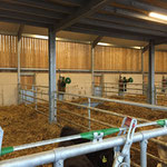 SCHURR Kuhbürste Typ B00 im Wagyu-Stall, Wellness-Oase