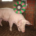 Schweine Kratzbürste Viehkratzbürste 22170 Schweinekratzbürste Sauen Pflege 