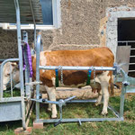 SCHURR Klauenpflegestände extra klein in Aktion, Betrieb Dresen DE