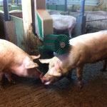 SCHURR Schweinebürste in Aktion