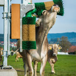 SCHURR PV-Kuhbürste in Aktion, Maucher DE