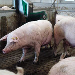 SCHURR Schweinebürste in Aktion
