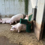 SCHURR Schweinebürste in Aktion