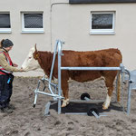SCHURR Klauenpflegestände extra klein in Aktion, Zoo Heidelberg