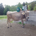 SCHURR Kuhbürste Typ C12 in Aktion, Breitenmoser CH, Braunviehkuh 