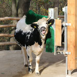 SCHURR Kuhbürste Typ C12 in Aktion, Zoo Wien AT, Pustertaler Sprinze  (© Barbara Feldmann, Tiergarten Schönbrunn)