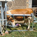 SCHURR Klauenpflegestände extra klein in Aktion, Betrieb Dresen DE