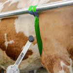 SCHURR Klauenpflegestand Modell 2021