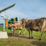 SCHURR PV-Kuhbürste in Aktion, Maucher DE