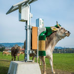 SCHURR PV-Kuhbürste in Aktion, Maucher DE