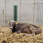 SCHURRfix in use, Genostar insemination station AT