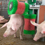 SCHURR Schweinebürste in Aktion (Vorgängermodell)