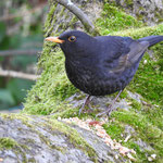 Amsel
