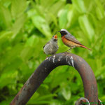 Gartenrotschwanz Altvogel mit Jungtier