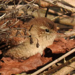Zaunkönig.